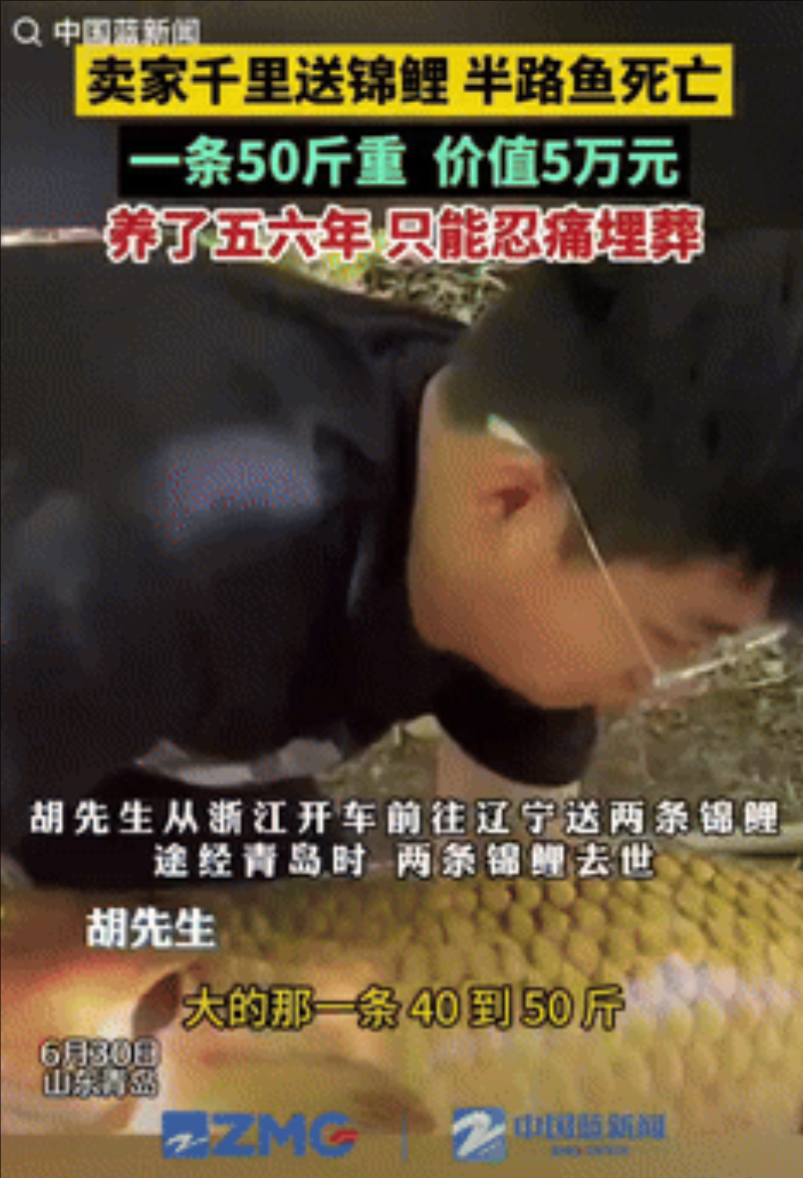 “担心的事还是发生了！”一男子从浙江开车前往辽宁送2条锦鲤，途经青岛时，2条锦鲤