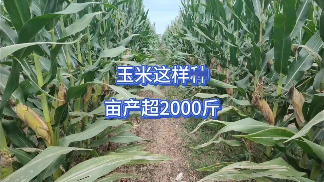 同样的种子为何别人家亩产翻倍，你家却只在1000斤徘徊？别再怪种子不行，关键在于