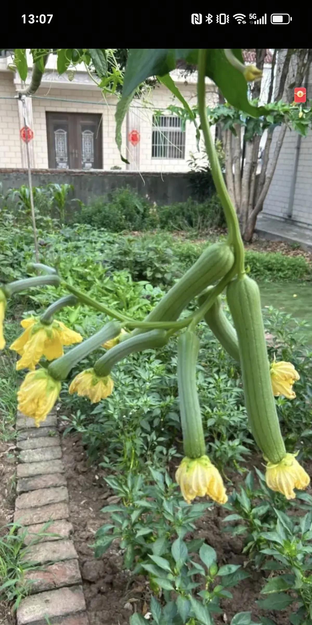 上午写了篇小作文，是发生在我们家真实的事。一个上午十多万阅读量，下午告诉我违规，
