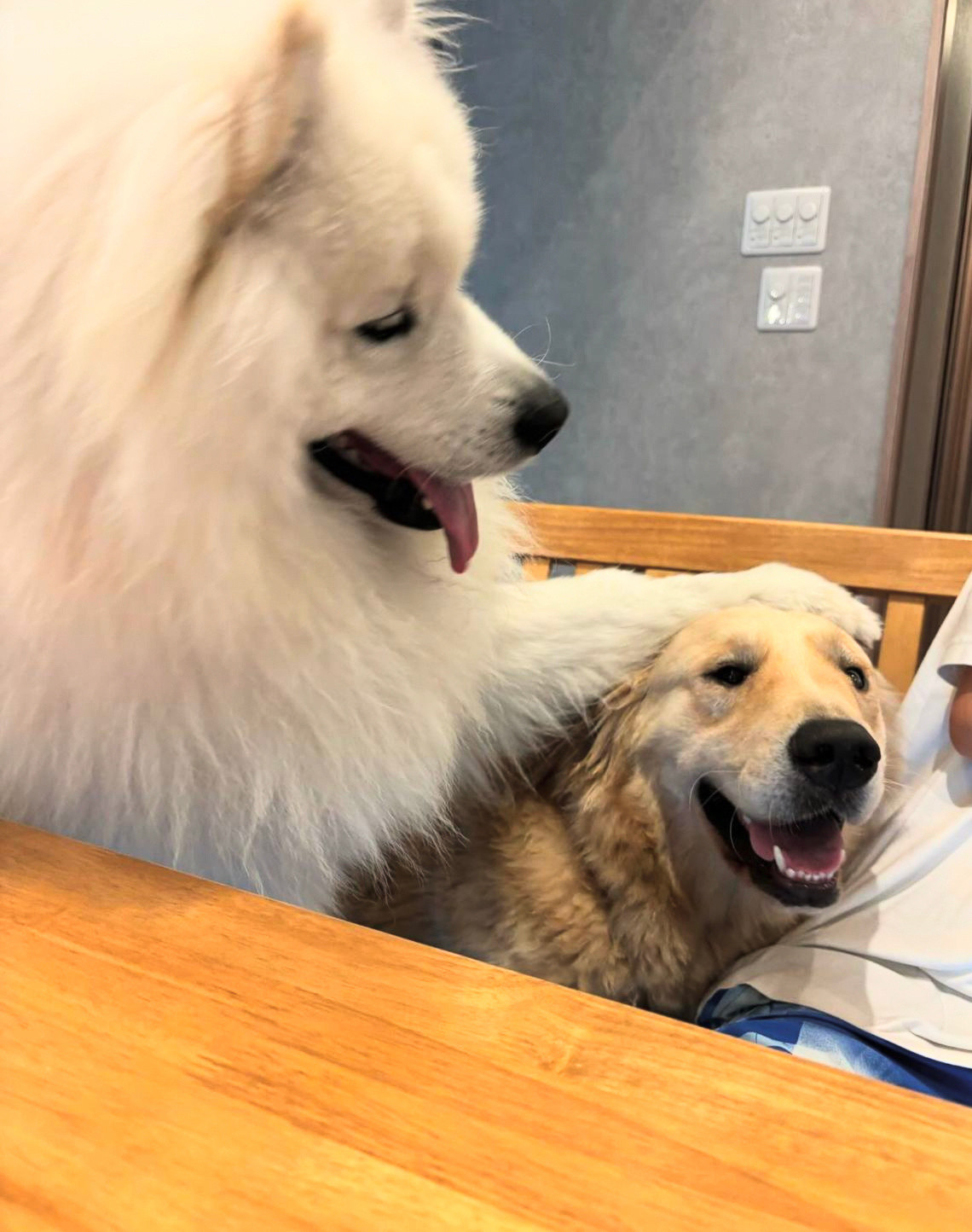 小金啊，这个家呢，是我说了算的，有什么好吃的我得先吃第一口，闯了祸呢，你得跟妈妈