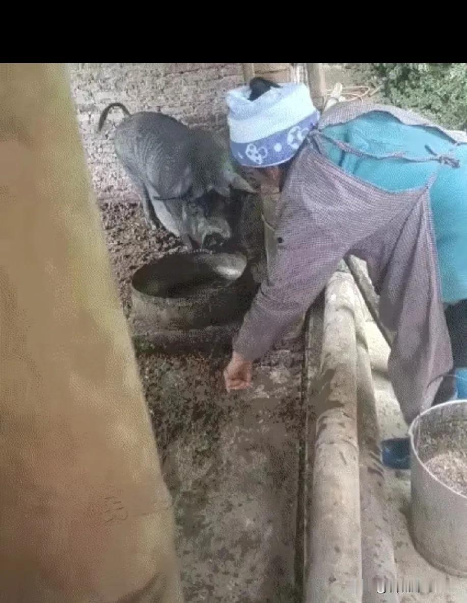 太有灵性了！贵州一老奶奶喂猪时，发现自己够不着猪食盆，于是，老奶奶便吆喝黑猪，让