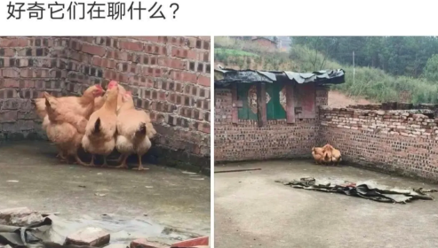 好奇它们在聊什么?