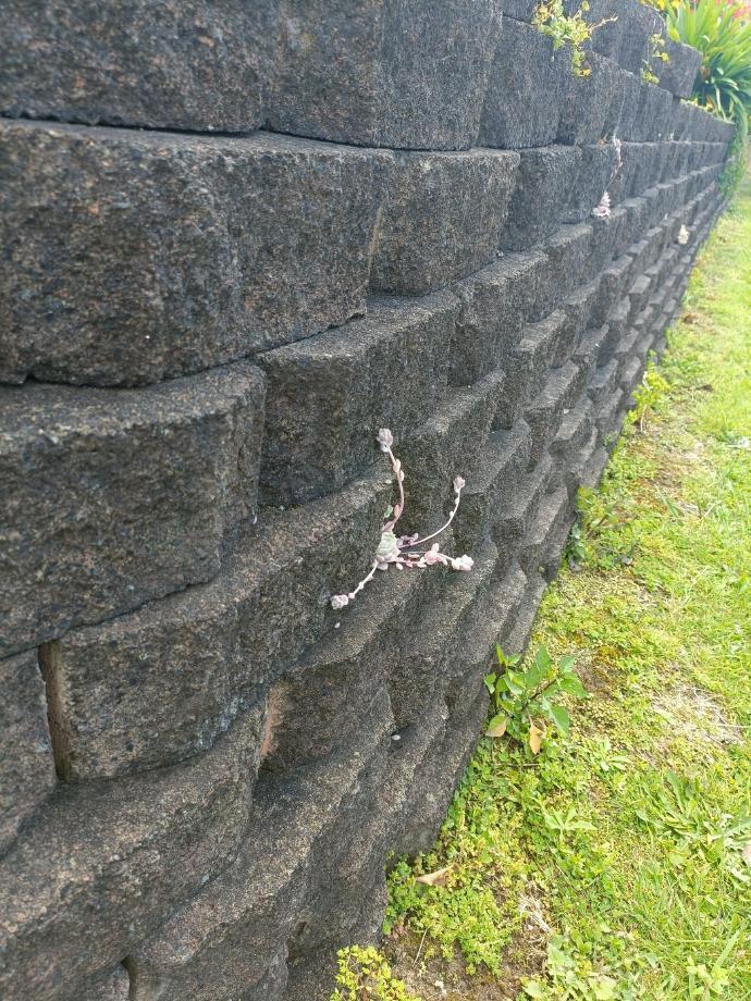 多肉除了在家在哪里都能长