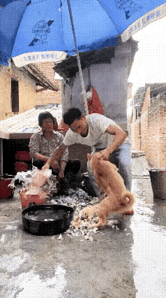 汪星人：竹藤，我错了，再也不看热闹了。