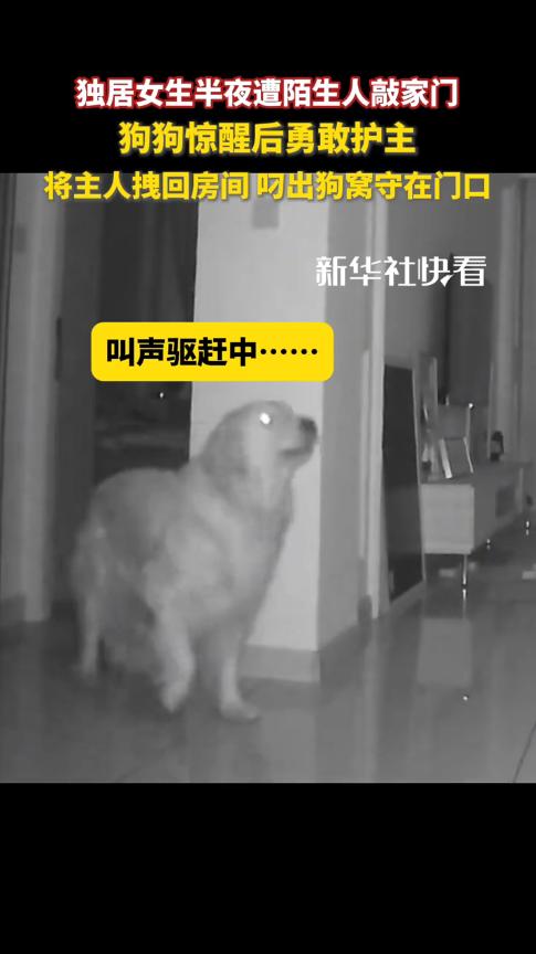 “太有灵性了！”近日，吉林四平，一独居女子睡觉时，突然有人在门外开锁，狗狗听到声