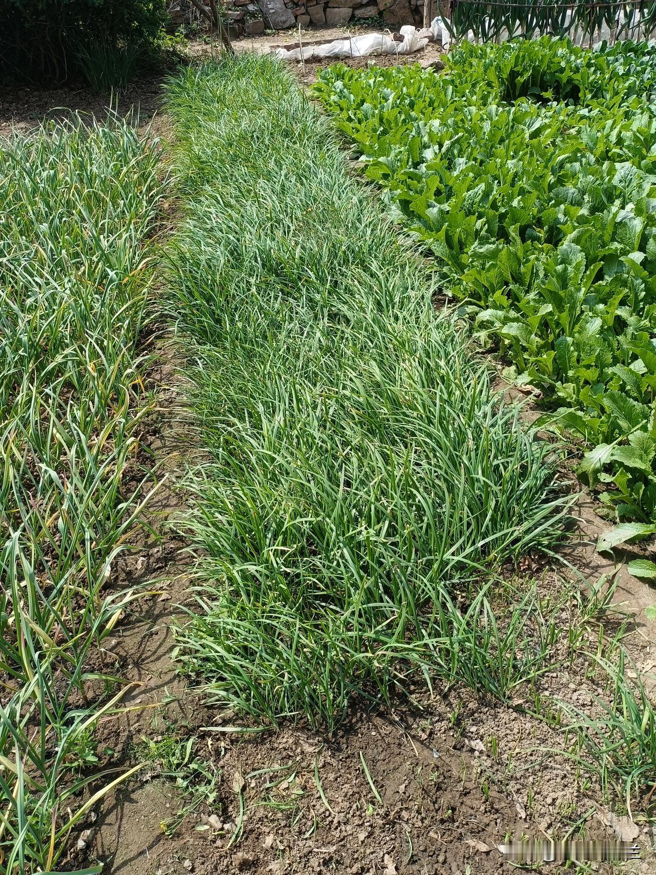 上午继续去菜园干活，老妈早上起来的比较早，我下楼的时候，老妈说她已经去菜园刨了两