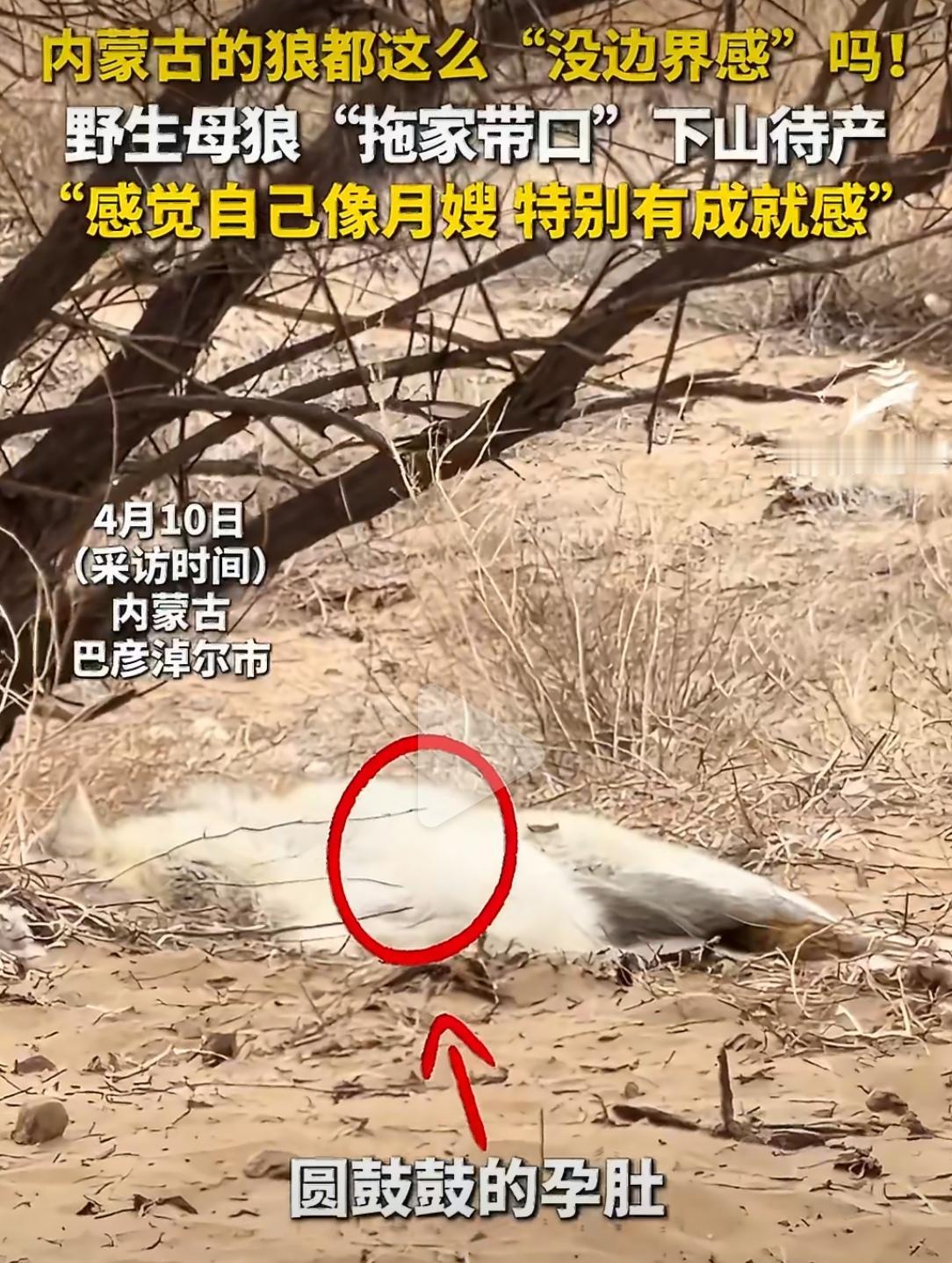 内蒙古野生动物保护站，最近接了个特殊“产妇”——一头野生母狼，大着肚子，拖家带口