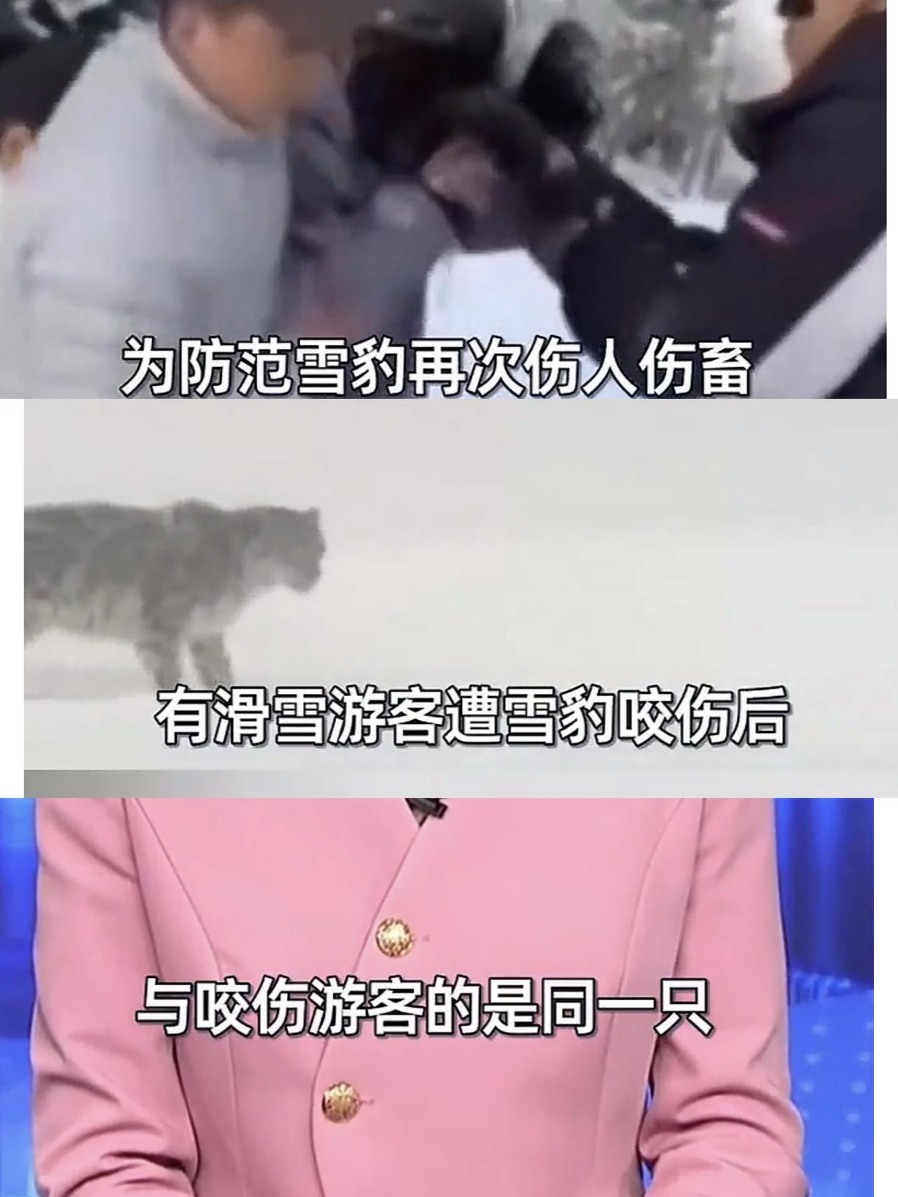 咬伤游客的雪豹最后还是被捕获了，因为它又下山咬死了牧民35只羊，还咬伤5只羊。