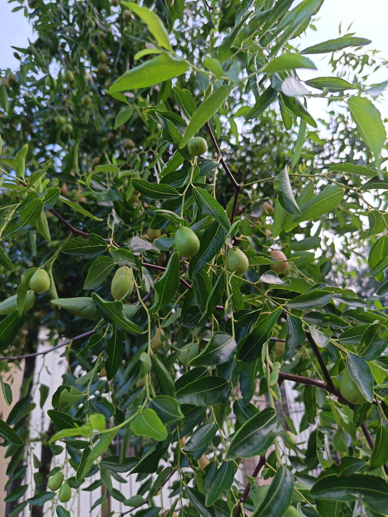 2026年元旦是1月1日星期四，根据法定放假规定，1月1日当天是法定放假日期。