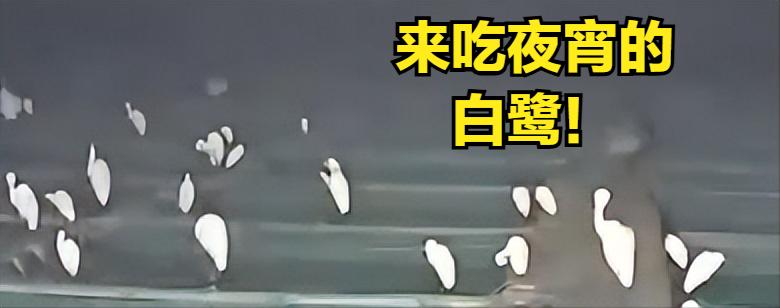 养殖场每天都有老饕光临，幸好没养鱼！辽宁一位网箱养海参的养殖户看了一