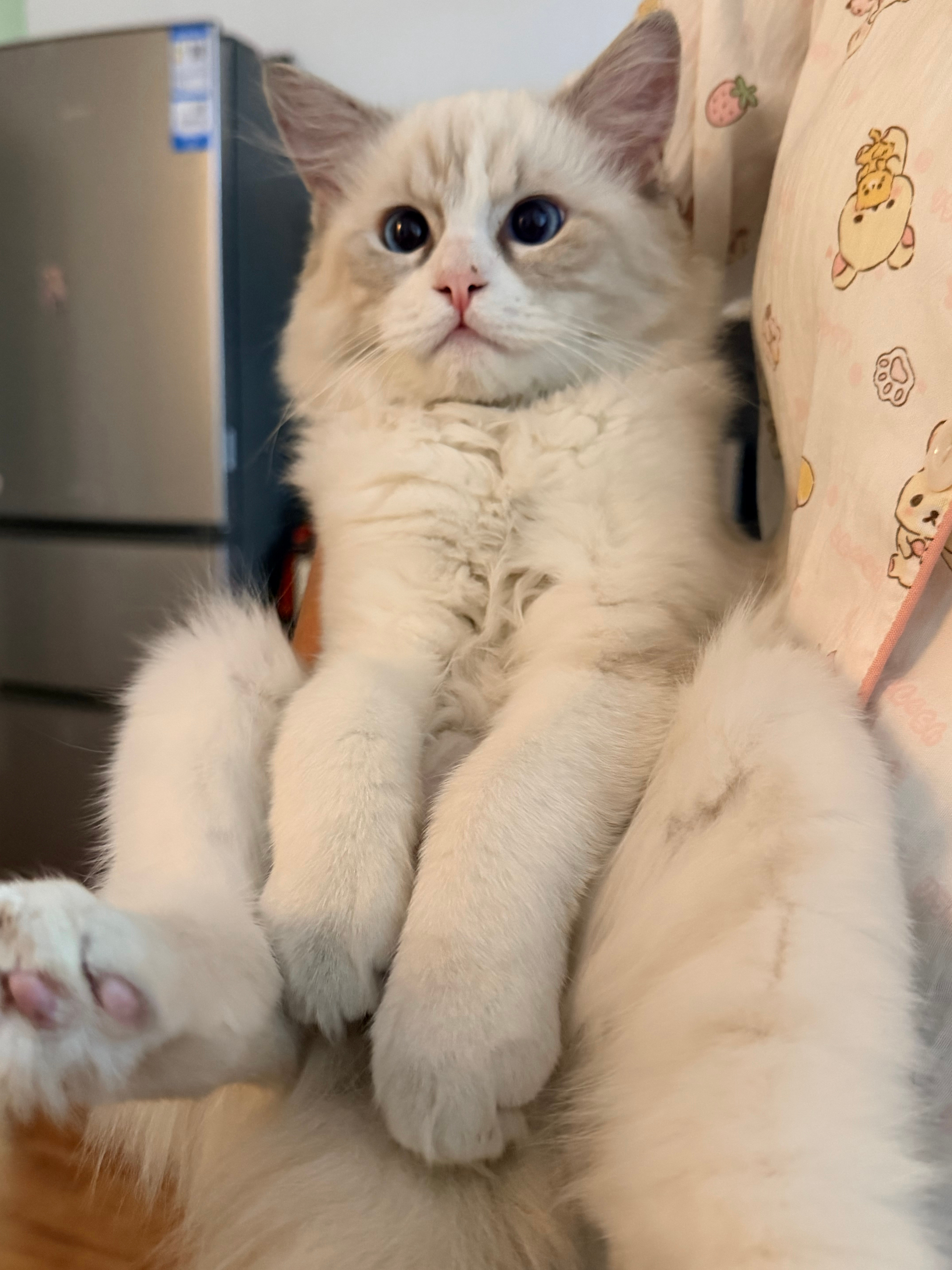 美食和小猫​​​