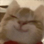 妈呀何伟完全是猫啊。。。怎么能有一个人跟猫长得一模一样