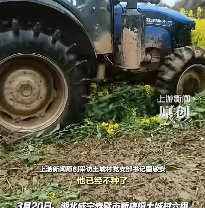 2026年3月20日湖北赤壁，30亩1.5米高油菜眼看一个月后就能收割卖油，却被