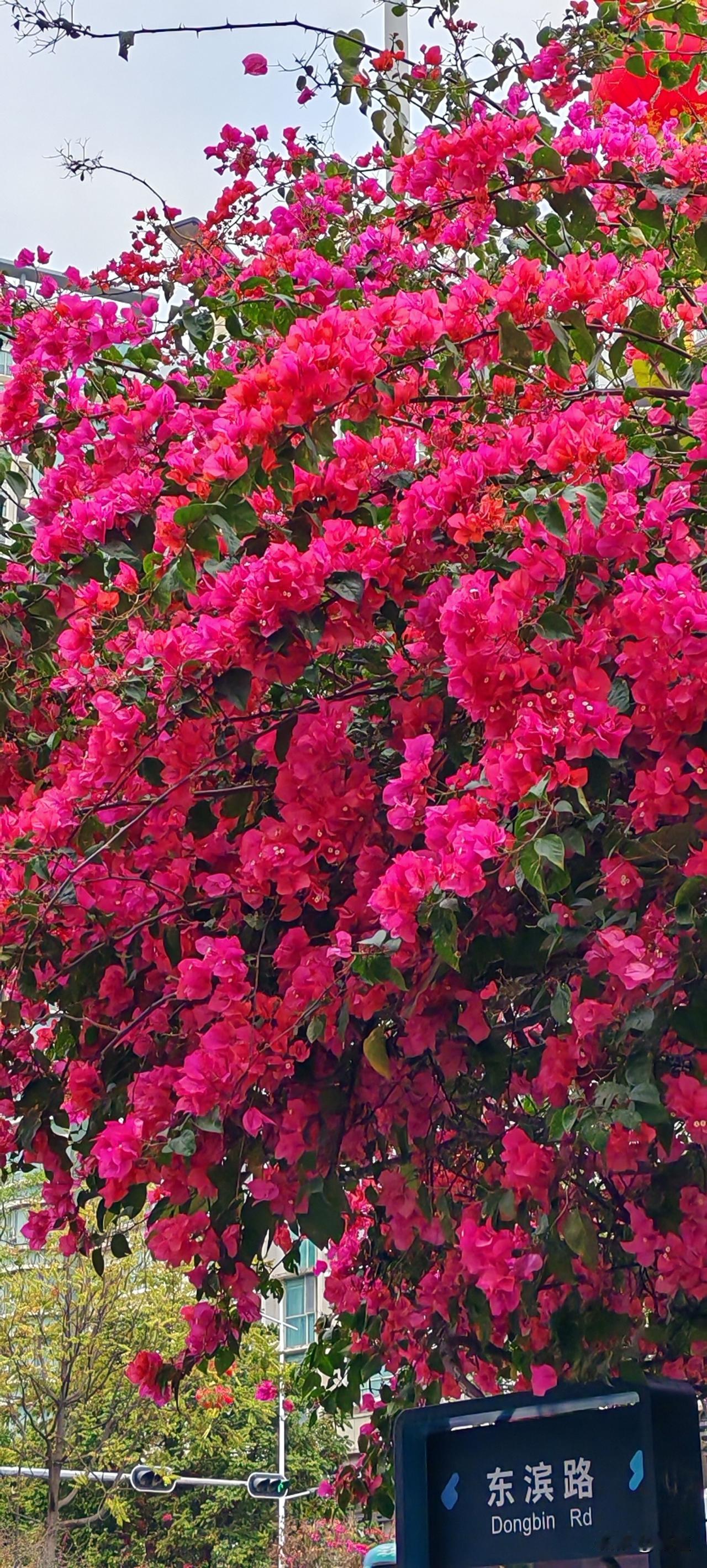 打算骑自行车去中山公园，大约十多里路，就想再长途骑一把，看看沿途的风景。南方的