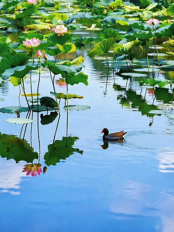 V上联：夏日荷花开碧水，诗词对联每日打卡V上联：夏日