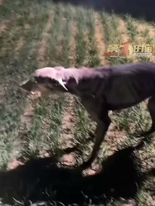 万万没有想到，河北唐山，一男子带着自家两只狗子去拉练跑步，不料其中一只狗子跑着跑