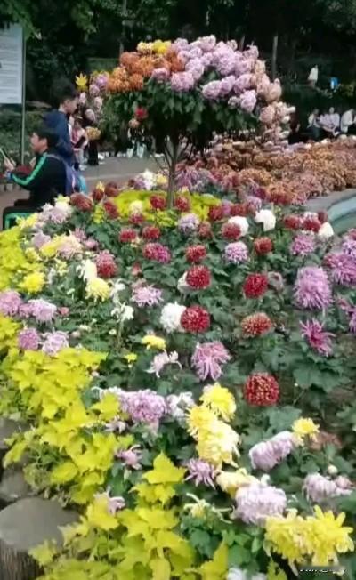 今年的翠屏山菊花展真不错，相比去年的菊花展来说，今年的菊花种类繁多，花朵也更加靓