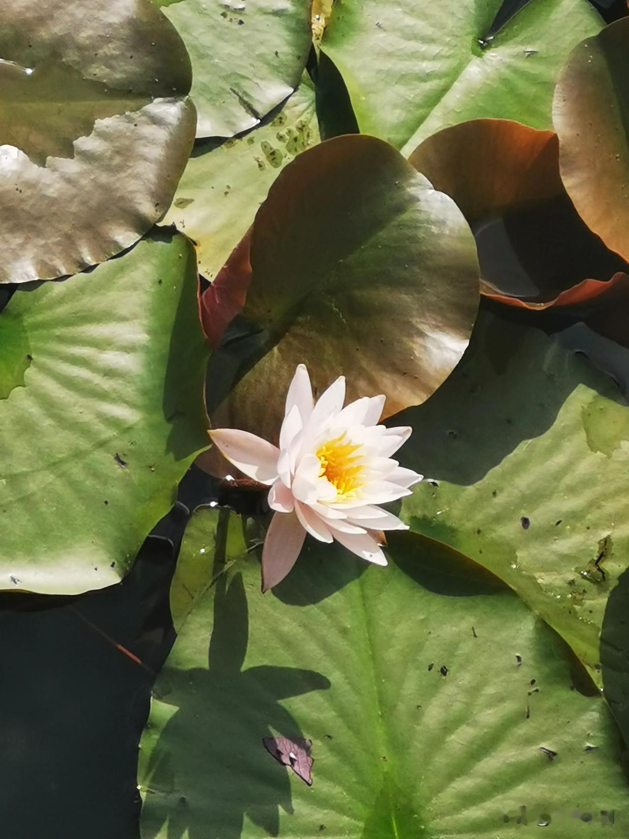 公园睡莲的温柔暴击🌿在公园转角偶遇一池睡莲粉白花瓣裹着清晨的露水像是