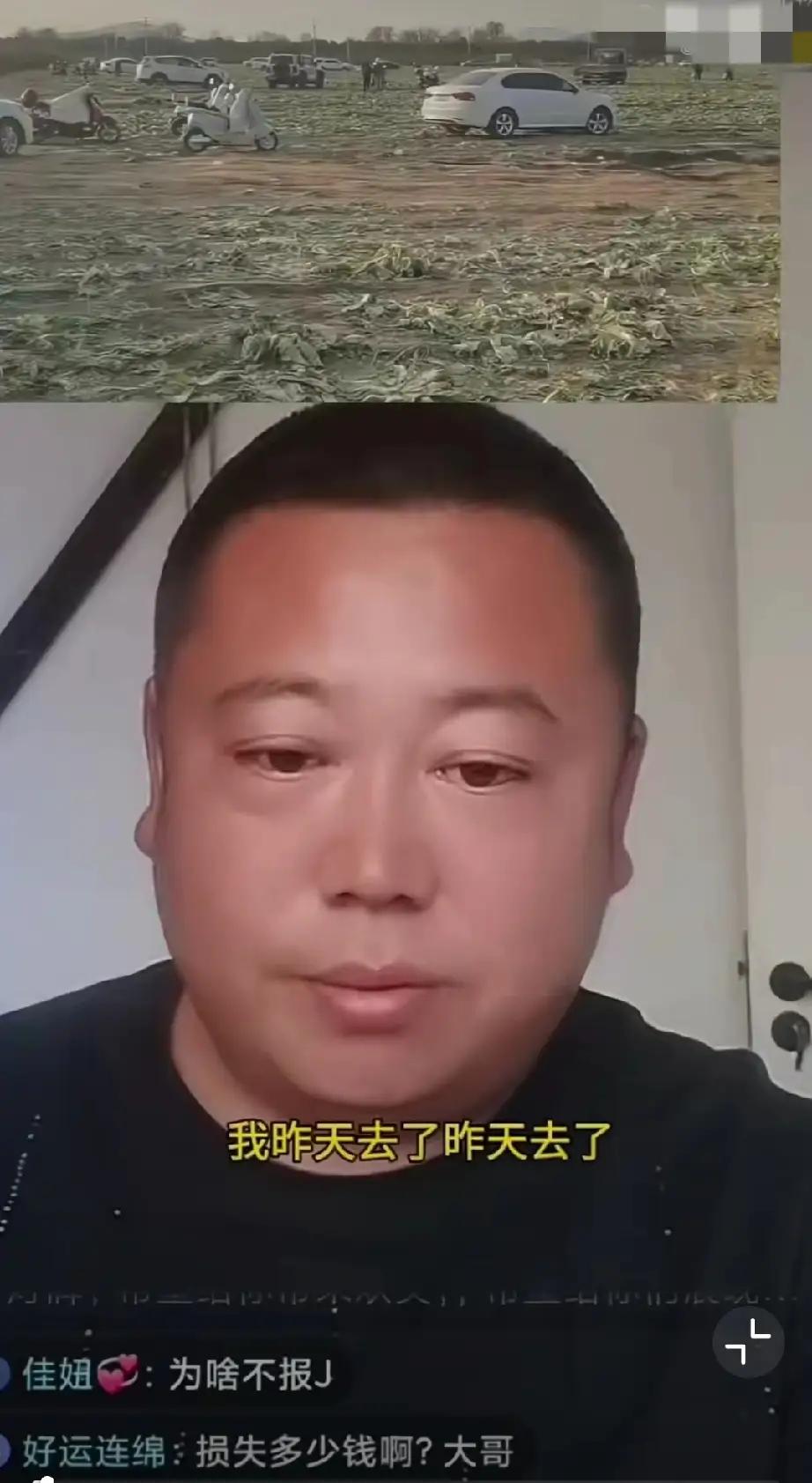 内蒙古上百亩白菜遭疯抢，种植户最新发声：目前还没有解决方案，反正以后不种地了。