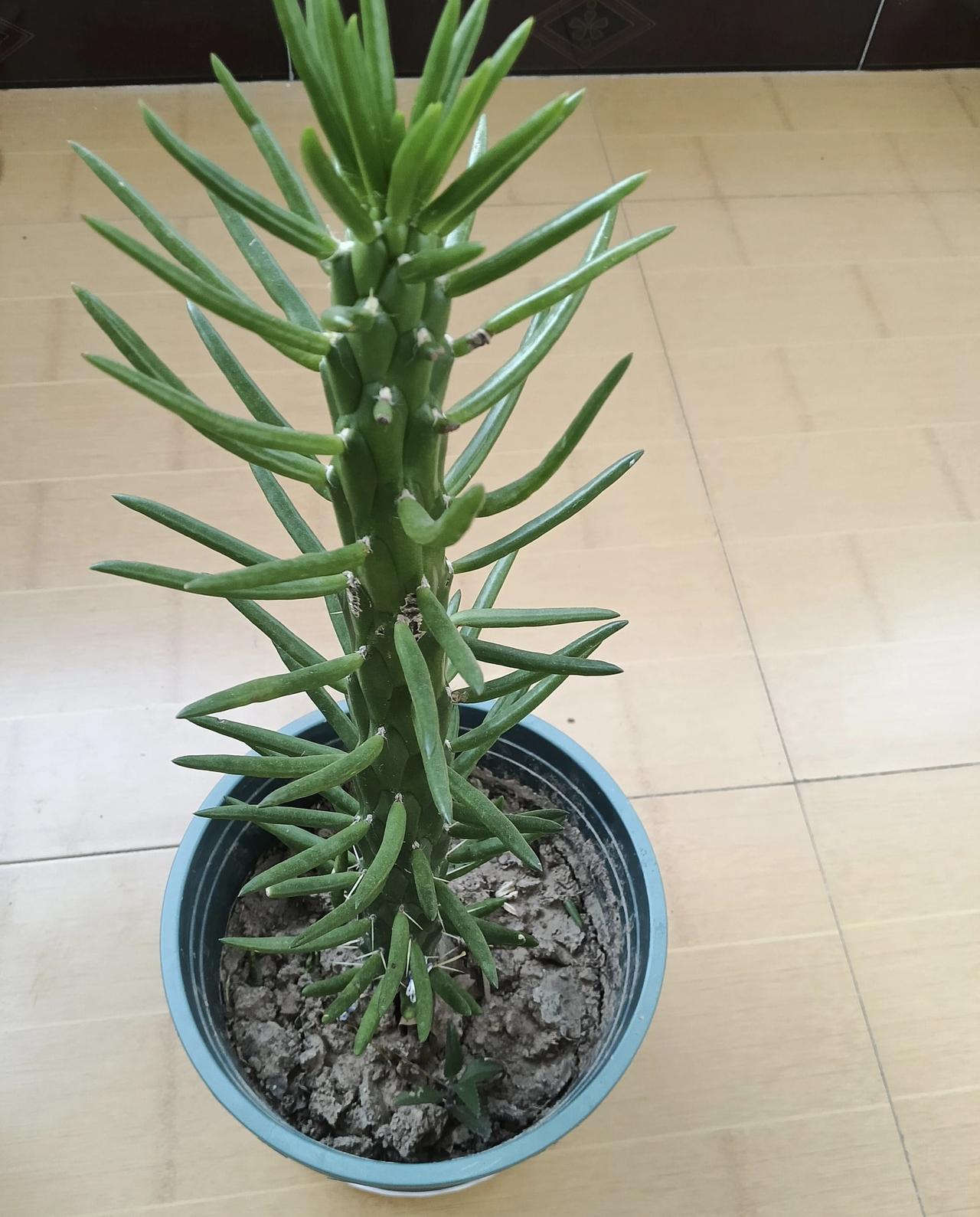 谁知道这种植物叫啥名字？