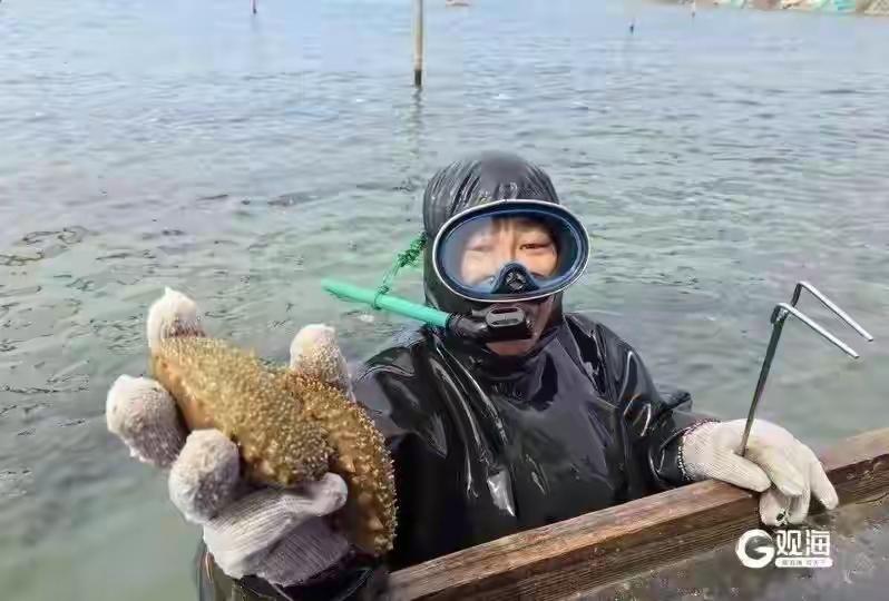 青岛田横湾海参抢疯了！潜水员日捞10万斤，单只近1斤的“黄金肉”上岸秒空，背后竟