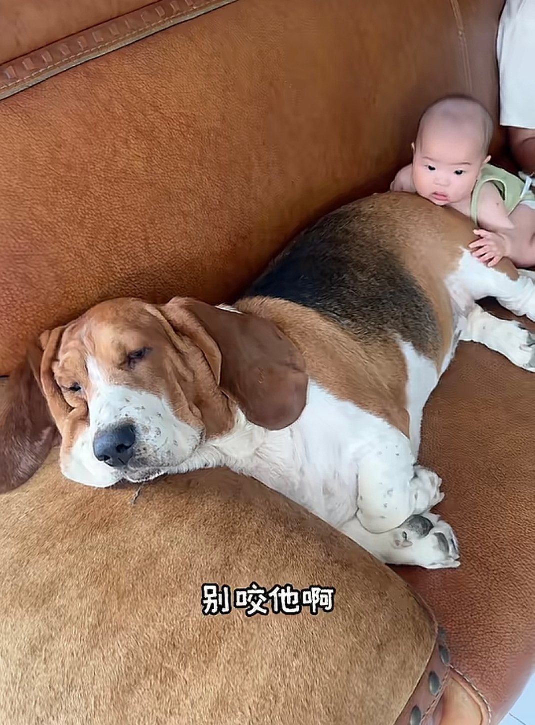 我还以为你交代狗呢。