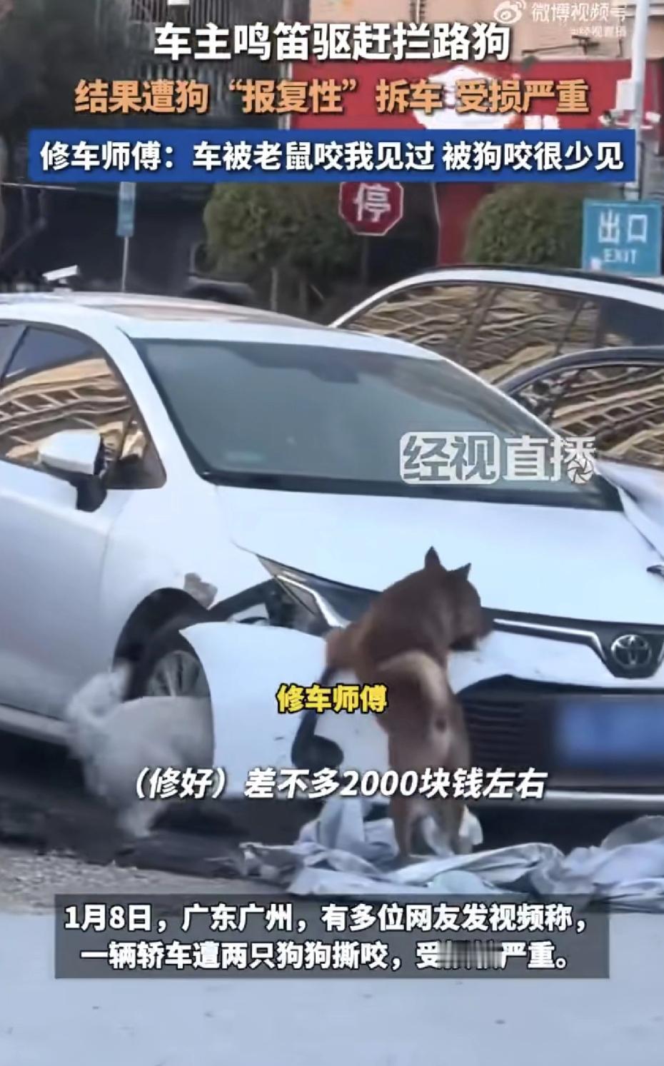 见过狗咬人，见过狗咬车吗？广州一车主按了下喇叭，回来差点认不出自己的车，两只狗把