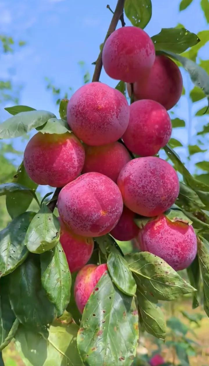 粉嫩诱人的桃子挂满枝头，阳光明媚的果园里，快来摘一个尝鲜吧！🍑🌞水果西瓜