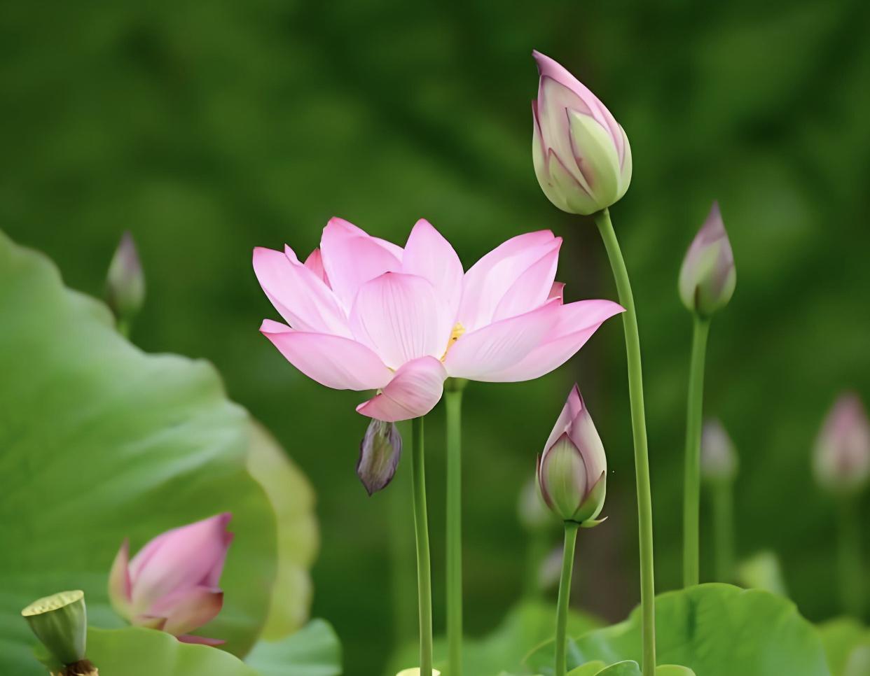 下联：风拂水上荷，诚邀下联雨润岸边柳。上联，风轻轻拂过水面，仿佛能看到荷花摇曳的