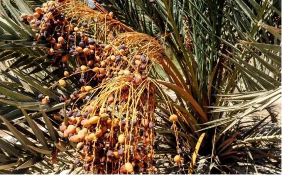 埃及在沙漠种植椰枣，改善了恶劣环境，甚至靠出口赚取了30亿，反观我国，2019年