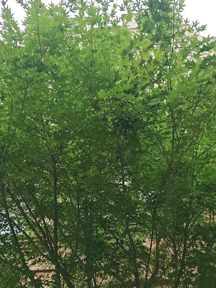 燃油车会被彻底淘汰吗?燃油车会被彻底淘汰吗？这问题就像一场辩论赛，正反方各执一