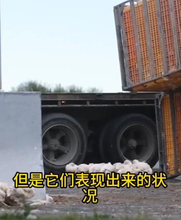 最近在新西兰发生了一件令他们震惊的“趣事”。某屠宰场运鸡车发生了侧翻，很多人来救