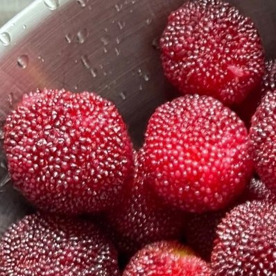 2100种植文案种植杨梅1、种植时间🌞杨梅一年四季都可以种植，不过杨梅种植的