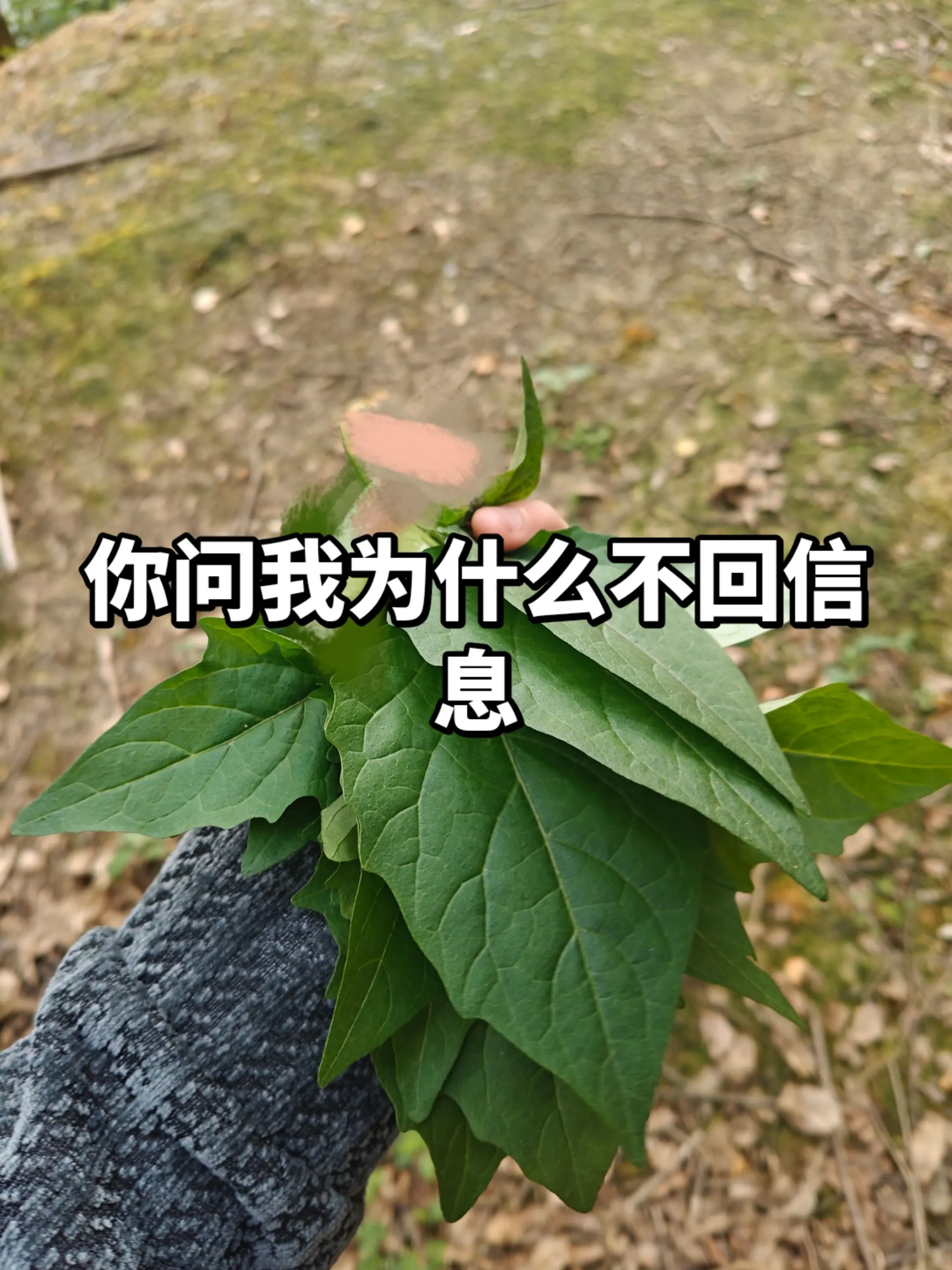 摘野菜呢哪有空啊。