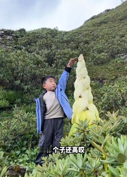 8月17日中国日报网报道，西藏，一家三口高原徒步，爬到四千多米的位置停下来歇脚。