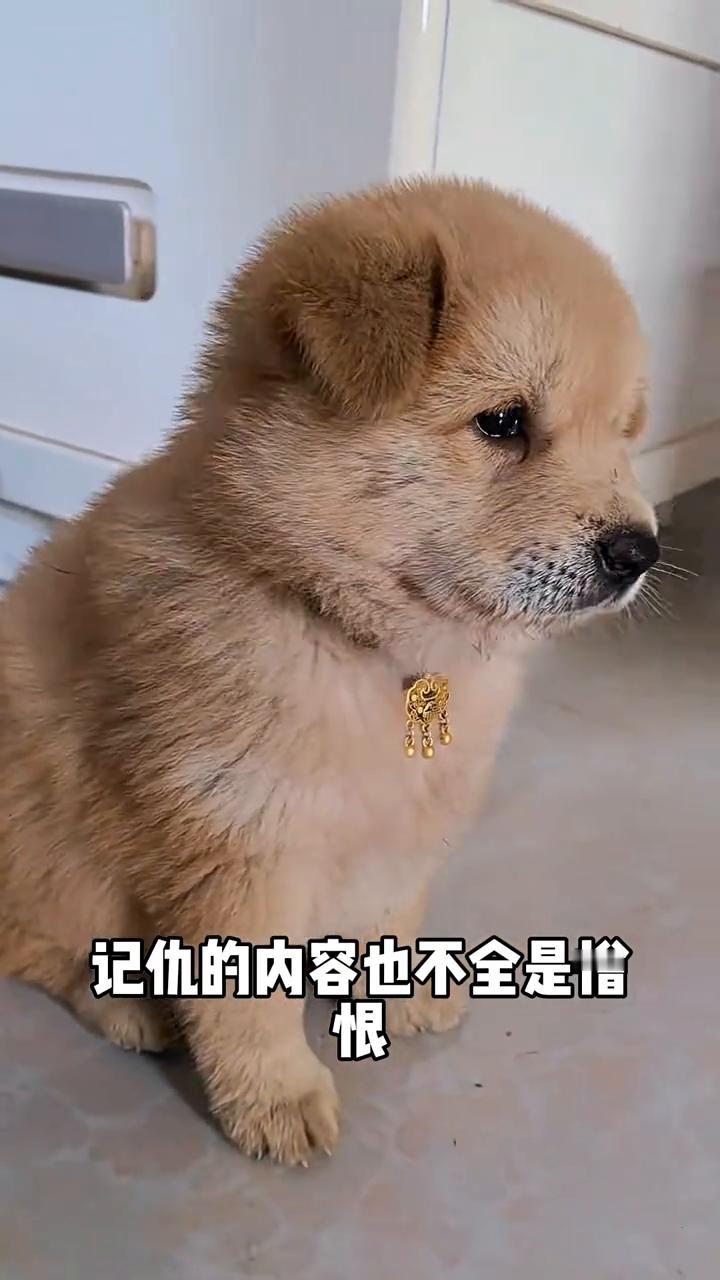 打狗一顿它会记仇几天？你打狗一顿它会记仇几天？今天我来告诉你答案。狗狗被主人打