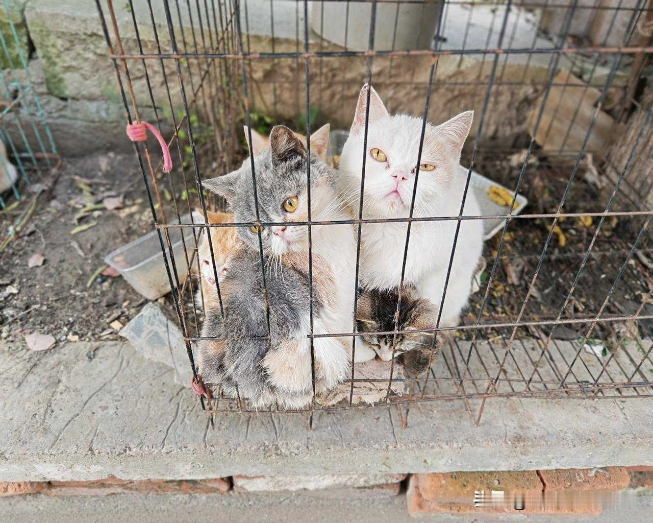 笼子里有几只猫？一起来数数。今天漫步在石湾古镇，走进一个弄堂，发现了这样一幕。