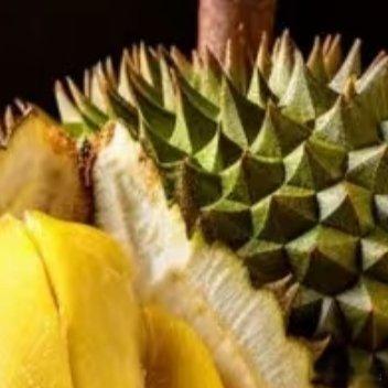 榴莲的种植:1、处理种子榴莲种植前，要在新鲜的果实上挑选饱满的种子，将其放在清水
