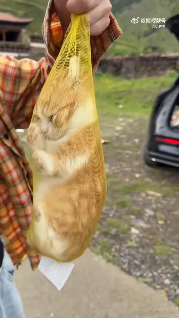 猫包已经进化成这样了刚才在宠物店看到个猫包，内衬是凉席材质，夏天用着冰冰凉凉，