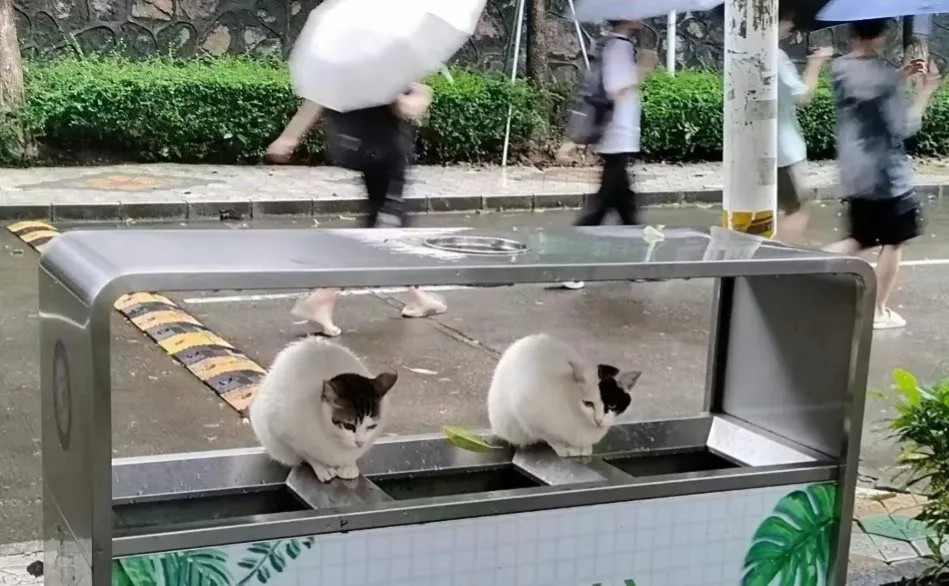 广东的猫，不是在避雨，就是在避雨的路上