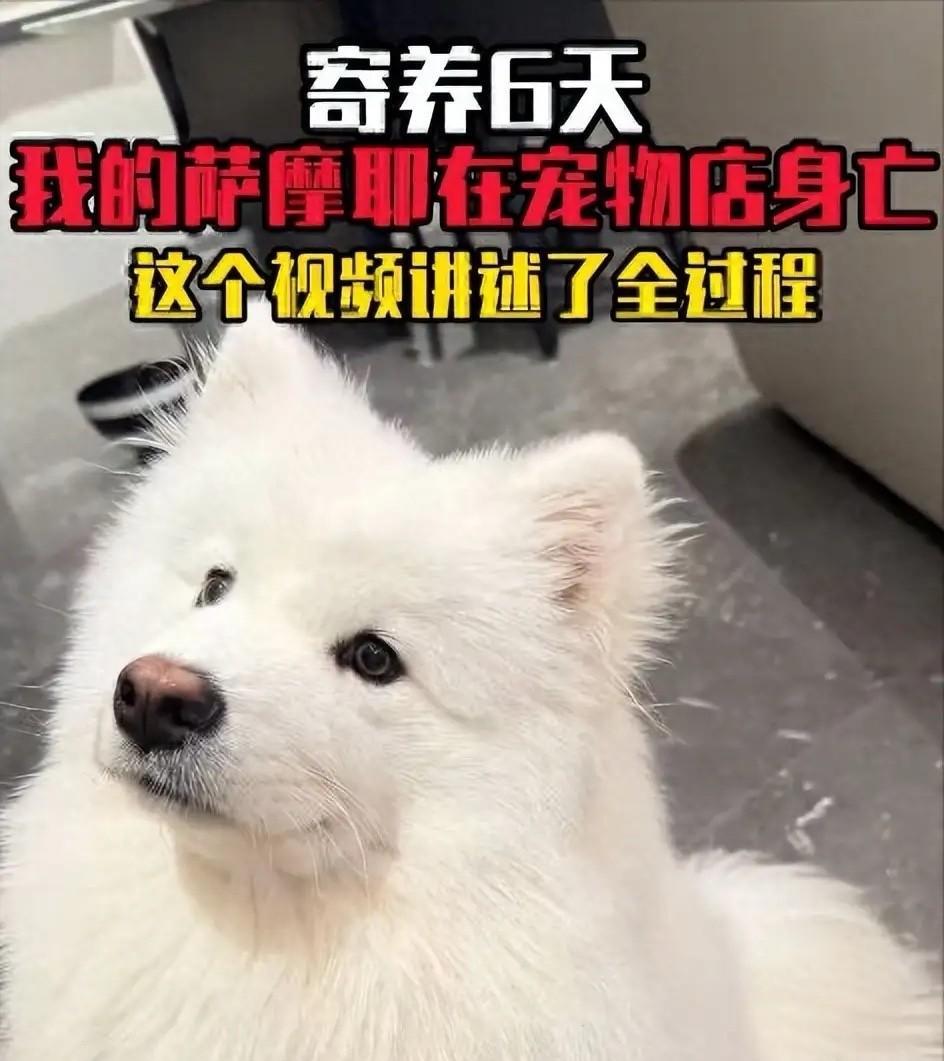 狗主人出差，把萨摩耶寄养在宠物店6天，狗狗被活活渴死、热死！监控视频清晰地拍下