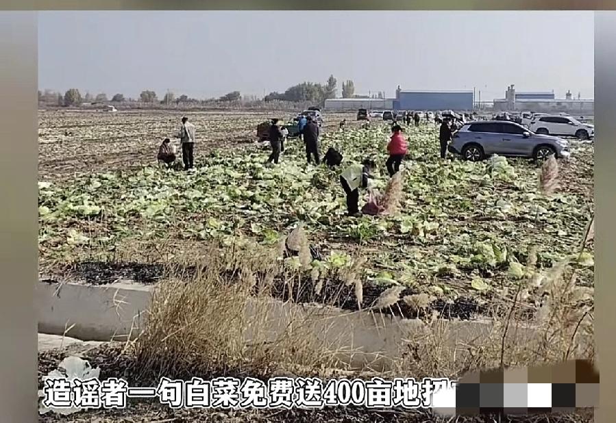 内蒙400亩白菜被哄抢都是两个谣言惹的祸其一女网红10月中旬乱发视频。李
