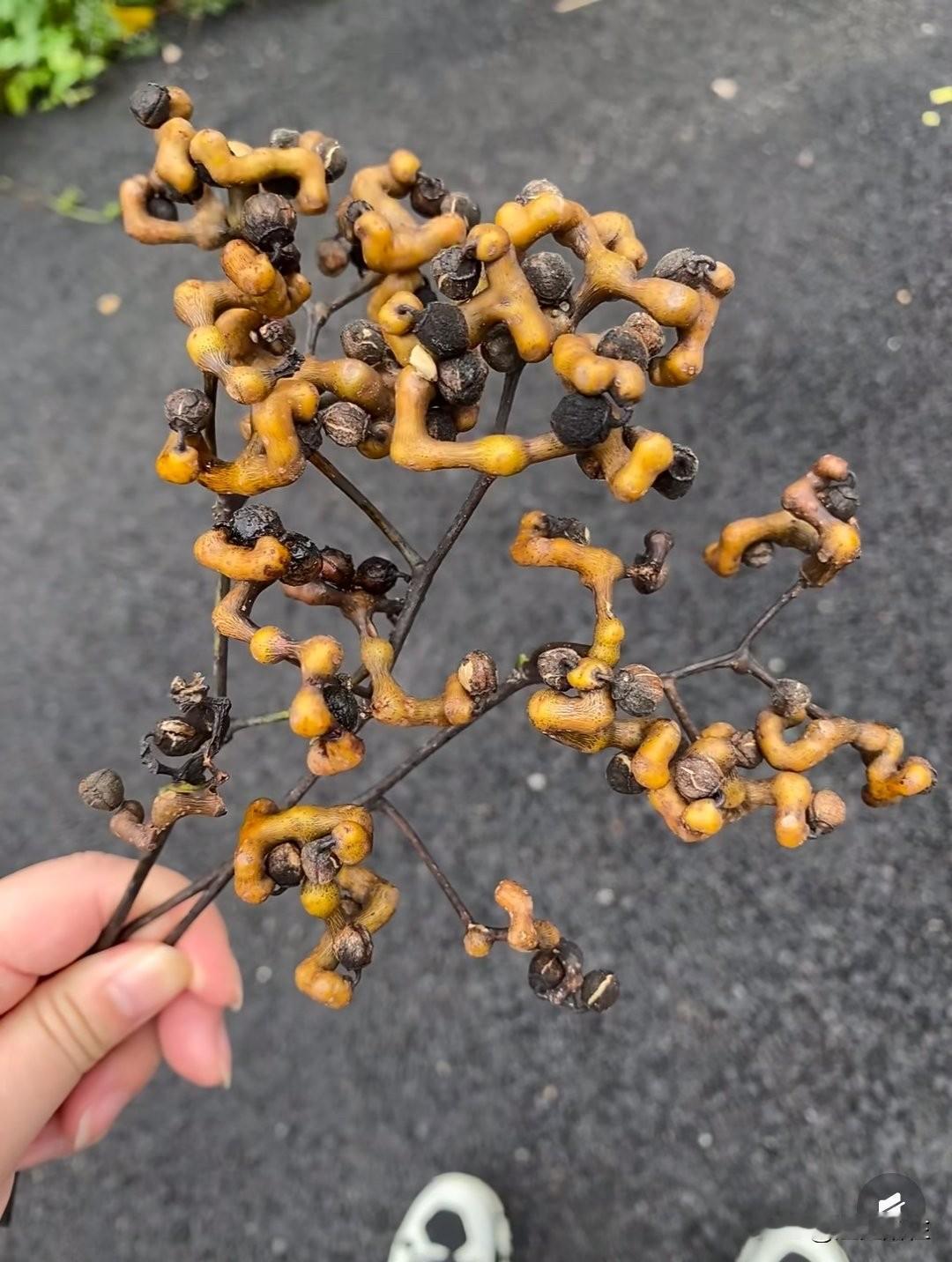 这个水果叫什么呀!小时候吃过,好甜!可惜不知道叫什么,很多年没有吃过了!