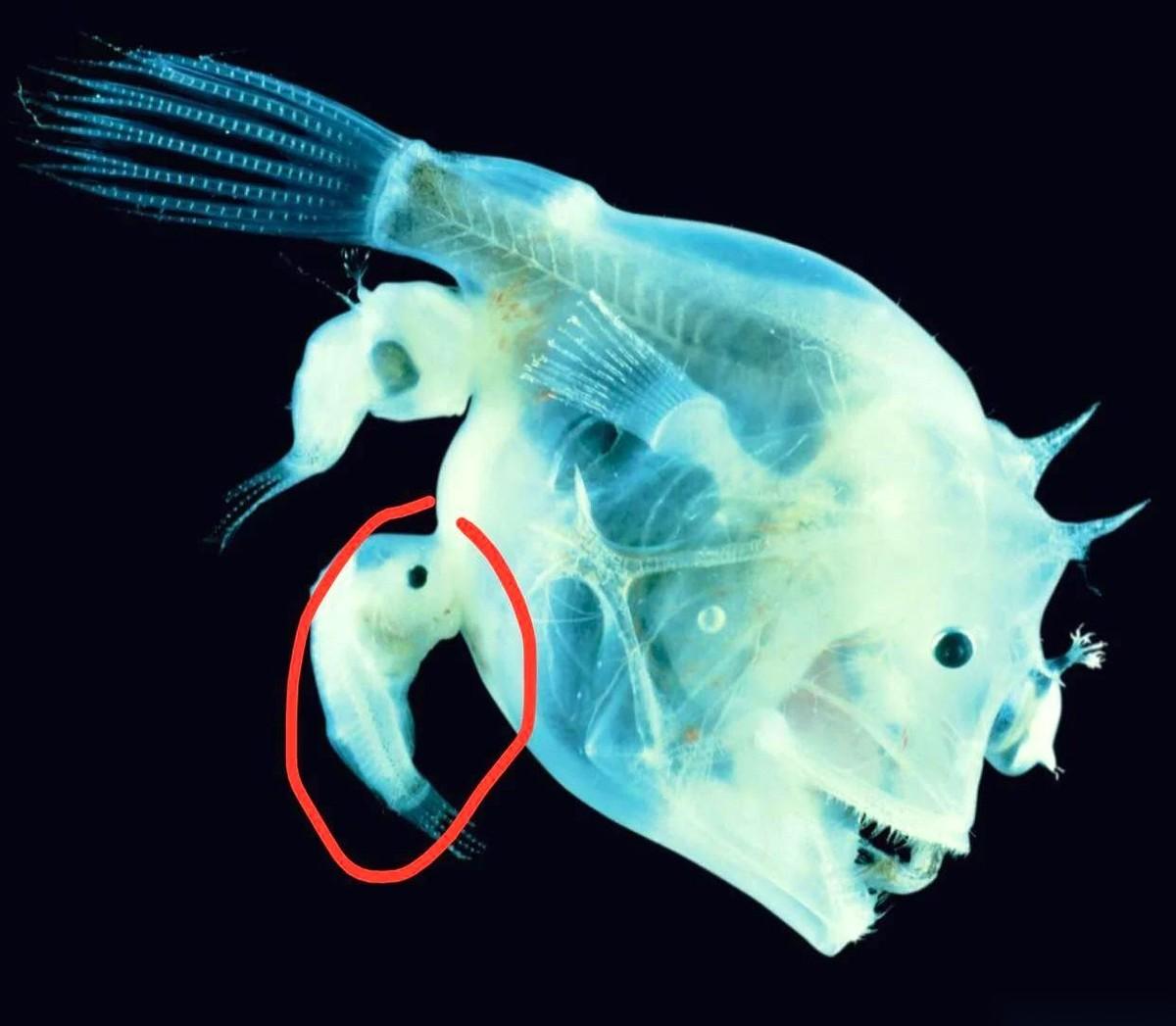 有一种鱼叫琵琶鱼，雄鱼一辈子只做一件事：找到一个“她”，然后把自己彻底献祭掉。