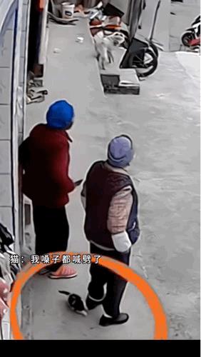 狗子听见了，狗子的脚还没好[捂脸哭]