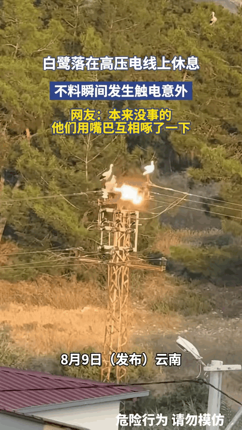 云南这一幕真的太突然了！完全颠覆认知！5只白鹭吃饱喝足，扎堆停在高压线上闭目休息