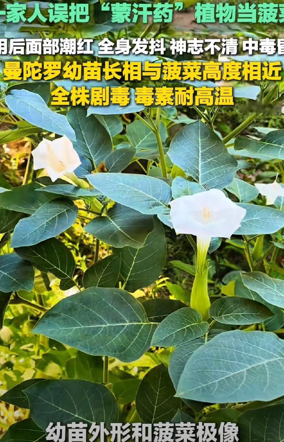 6月2日，山东东营。大爷发现一大片植物的幼苗，很像是菠菜，便采摘回到家里尝尝鲜。