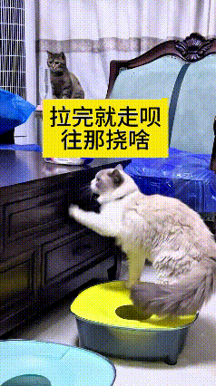 哈哈这小猫也是搞笑，明明乖乖知道去猫砂盆上厕所，这点倒是挺懂事。完事不往猫砂里