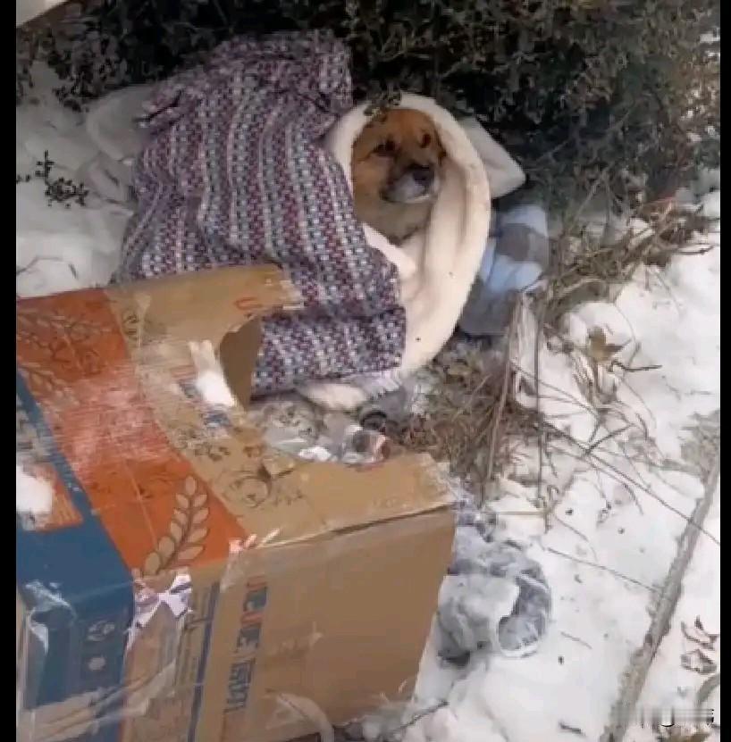 太可怜了！最近的天气越来越冷，北方已经是大雪纷飞，这天一位大哥出门去买菜，当他走
