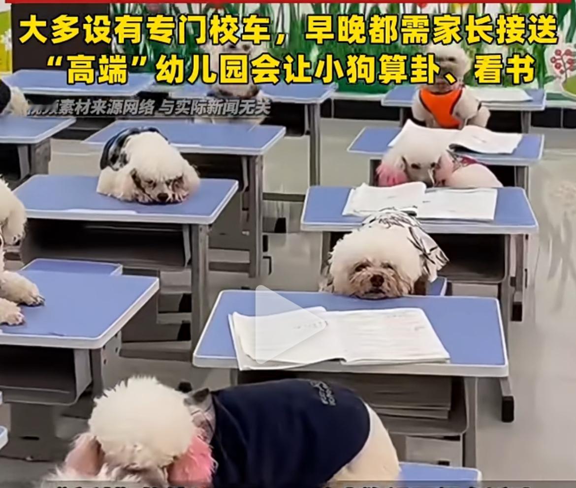 韩国太魔幻了，宠物的待遇高于儿童，让宠物上幼儿园，学费是7000人民币，而且还让